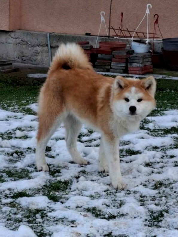 Akita Inu  - Vienna Dogs, Puppies