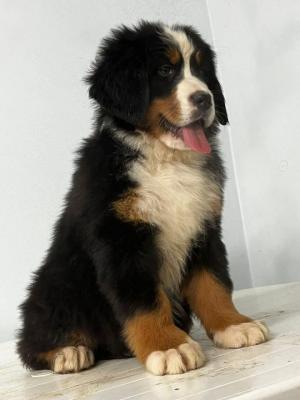  Bernese Mountain Puppies - West-Vlaanderen Dogs, Puppies