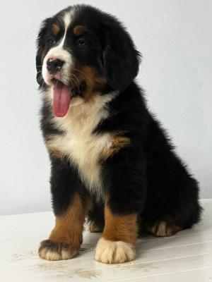  Bernese Mountain Puppies - West-Vlaanderen Dogs, Puppies