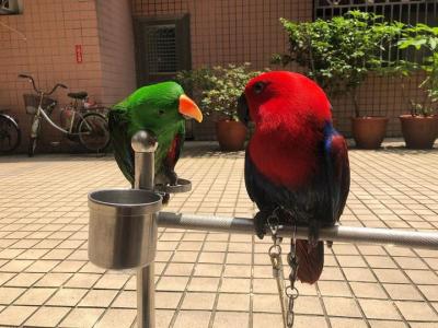   Eclectus Parrots For Sale