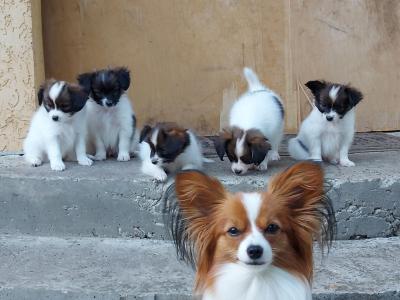  ...Papillon Puppies for sale ...  