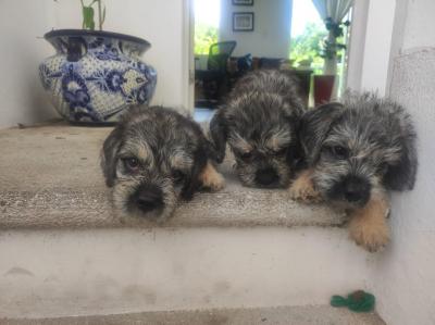   Dandie Dinmont Terrier - West-Vlaanderen Dogs, Puppies