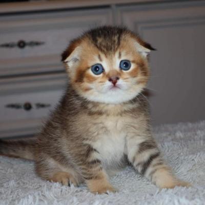   Scottish Fold Kittens for sale 