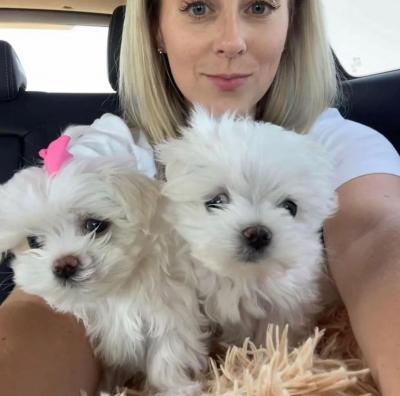  Maltese Puppies for sale   