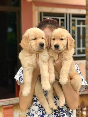   Golden Retriever Puppies fr sale   