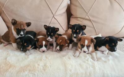 Basenji Puppies - Vienna Dogs, Puppies