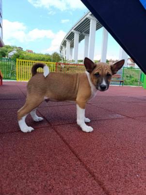 Basenji Puppies - Vienna Dogs, Puppies