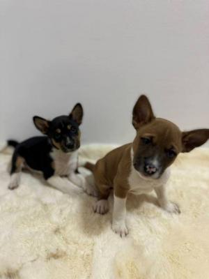 Basenji-Welpen - Vienna Dogs, Puppies