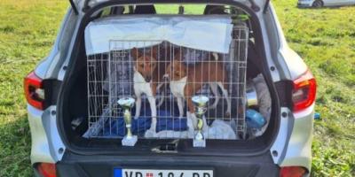 Basenji-Welpen - Vienna Dogs, Puppies