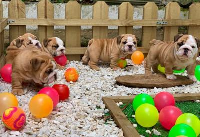   English Bulldog Puppies for Sale 