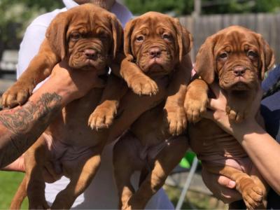   Dogue De Bordeaux Puppies for sale ( French Mastiff )