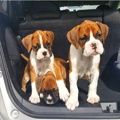   Boxer Puppies For Adoption