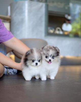  Pomsky Puppies Available 