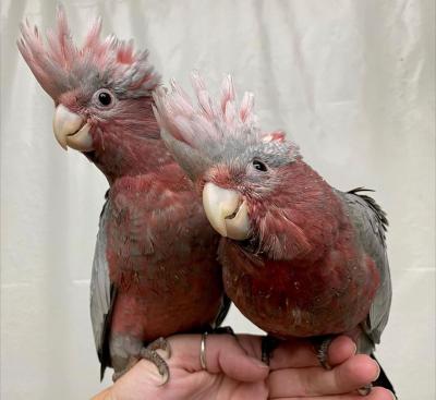   Galah Cockatoo Parrots for Sale  