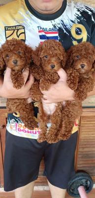  Poodle puppies for Sale 