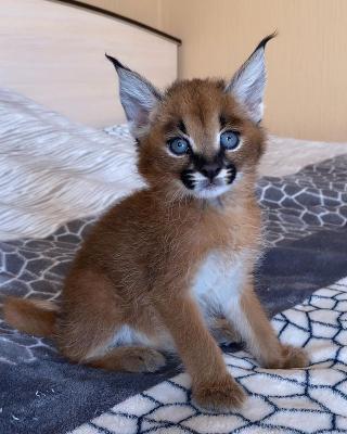  Caracal Kittens for Sale