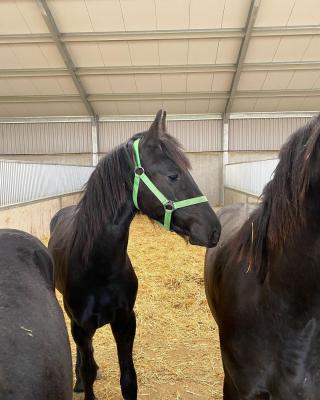  Friesian Horse for sale   