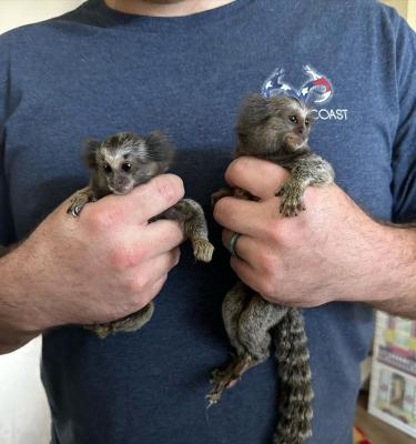  Pygmy Marmosets Monkeys for Sale 