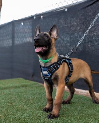   Belgian malinois puppies for adoption. 