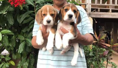  Beagle Puppies for Adoption 