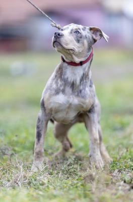 American pit bull terrier - Vienna Dogs, Puppies