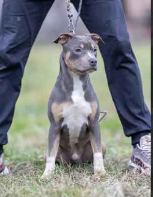 American pit bull terrier - Vienna Dogs, Puppies