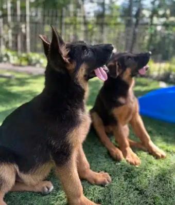 German Shepherd Puppies for Sale - Other Other