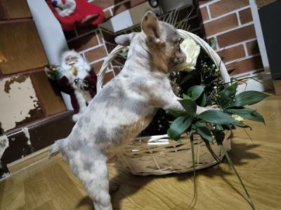 French bulldog puppies - Vienna Dogs, Puppies