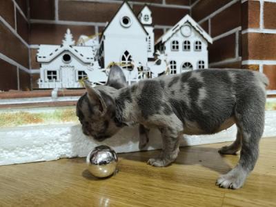 French bulldog puppies - Vienna Dogs, Puppies