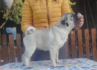 Pug - Chicago Dogs, Puppies