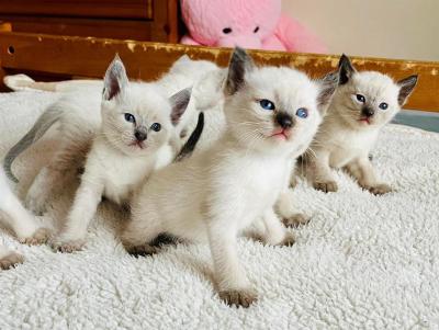   Siamese Kittens Ready   - Singapore Region Cats, Kittens