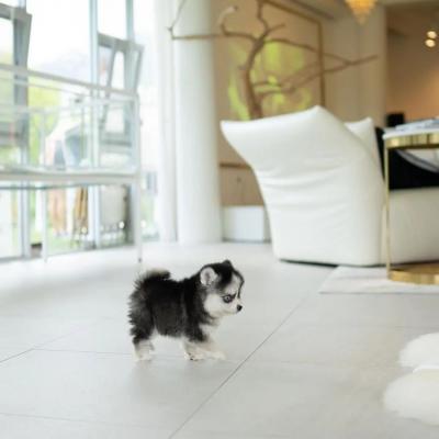  Pomsky Puppies Available  - Singapore Region Dogs, Puppies