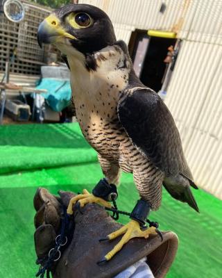  FALCON BIRDS FOR SALE    - Singapore Region Birds