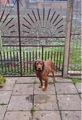 Alpine Dachshund - Vienna Dogs, Puppies