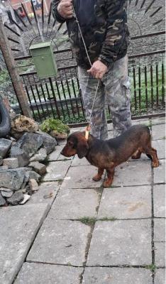 Alpine Dachshund - Vienna Dogs, Puppies