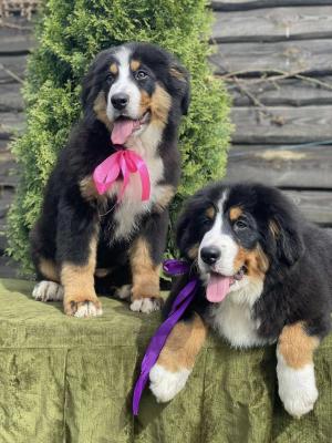  Bernese Mountain Puppies - Dortmund Dogs, Puppies