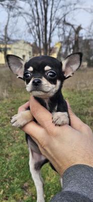 Chihuahua puppies - Vienna Dogs, Puppies