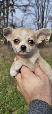 Chihuahua puppies - Vienna Dogs, Puppies