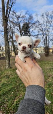 Chihuahua puppies - Vienna Dogs, Puppies