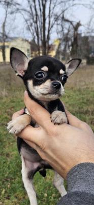 Chihuahua puppies - Vienna Dogs, Puppies