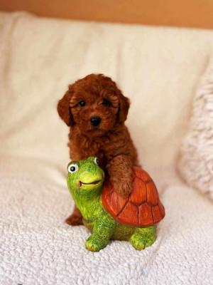 Toy and miniature poodles, puppies