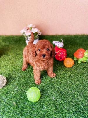 Toy and miniature poodles, top puppies