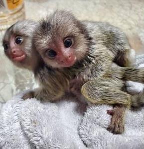  We have two lovely Capuchin monkeys for adoption  WHATSAPP: +97152 916 1892