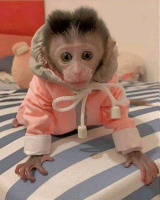 Nice Capuchin Monkeys for sale WHATSAPP: +97152 916 1892