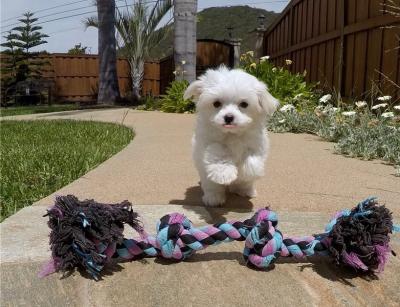 Teacup Maltese Puppies for sale  WHATSAPP: +97152 916 1892