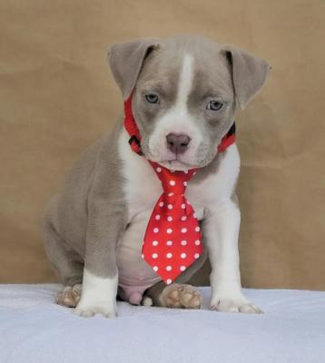 American bully pocket - Vienna Dogs, Puppies