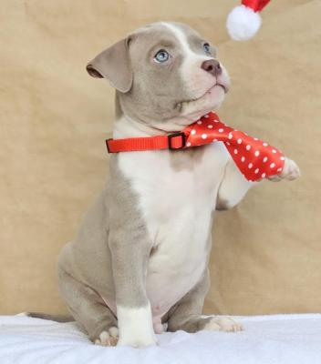 American bully pocket - Vienna Dogs, Puppies