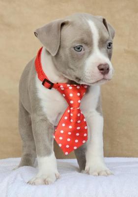 American bully pocket - Vienna Dogs, Puppies