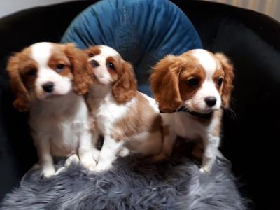 Cocker Spaniel Puppies For SalE WHATSAPP: +97152 916 1892