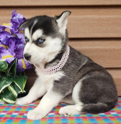   Siberian husky  puppies now ready for a new home  WHATSAPP: +97152 916 1892